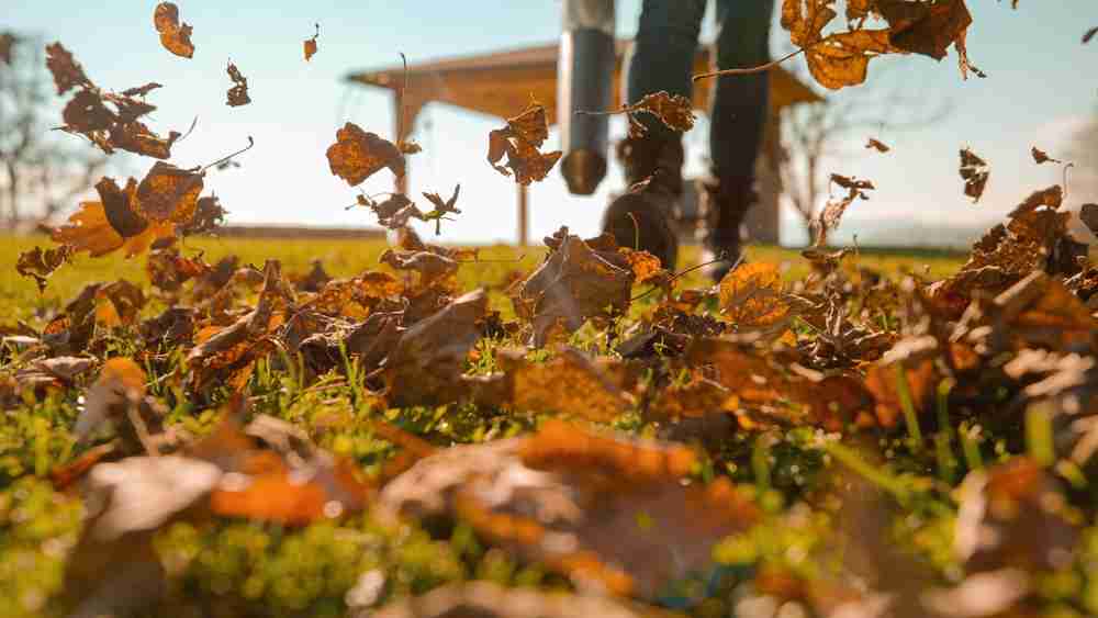 Leaves being blown in the fall